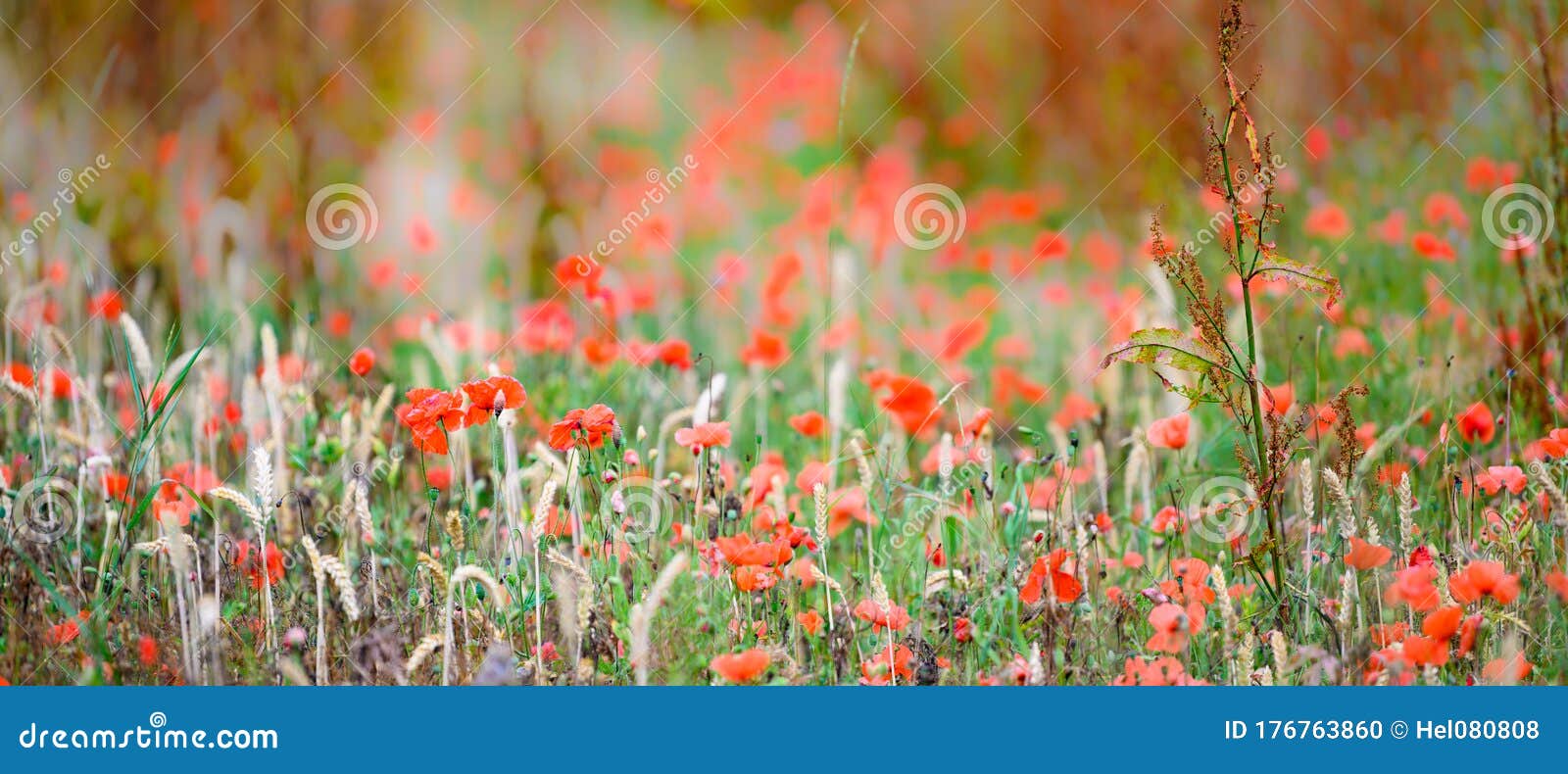 poppies flowering on field edge, wild flowers and herbs. not with pesticides sprayed field edge. untreated nature.