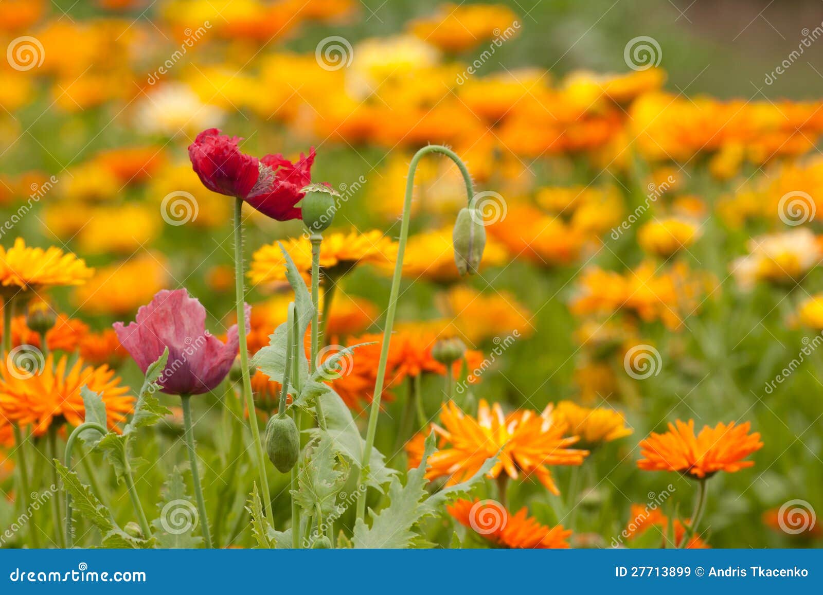 Poppies and marigold stock image. Image of grass, flower 27713899