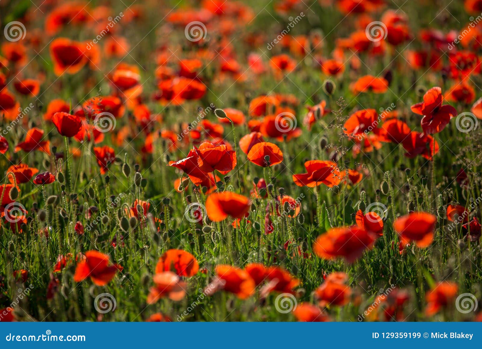 Poppies in Sunlight, Polly Joke, West Pentire, Cornwall Stock Image ...