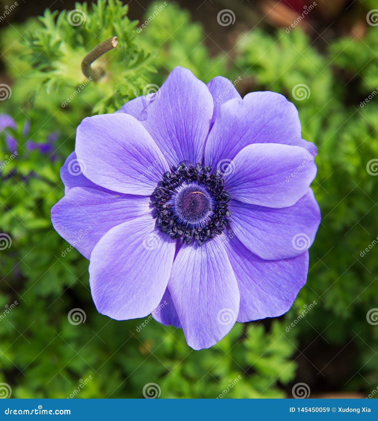 Poppy anemone stock image. Image of flower, leaves, anemone - 145450059