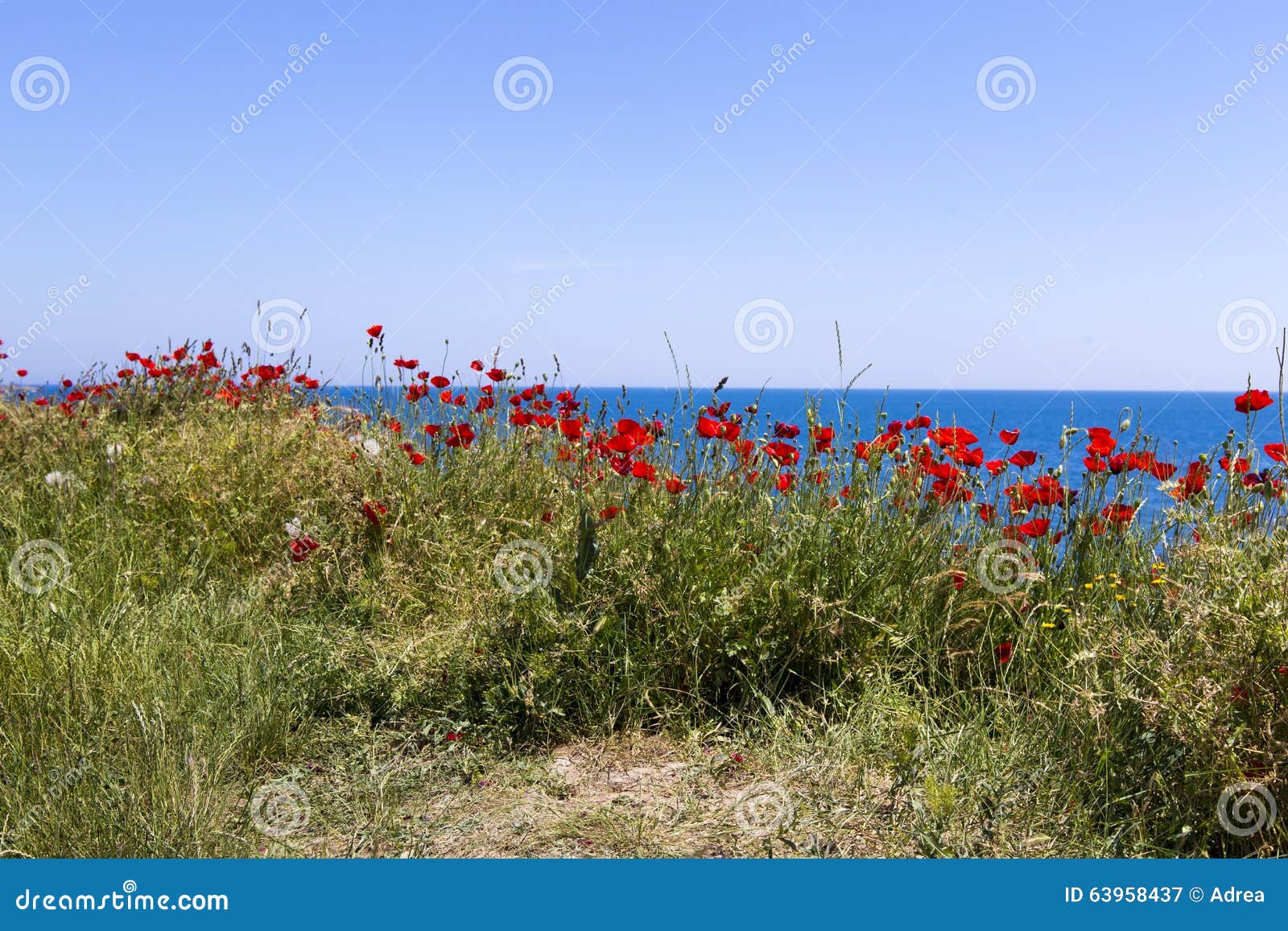 Poppy and Black Sea stock image. Image of garden, plant - 63958437