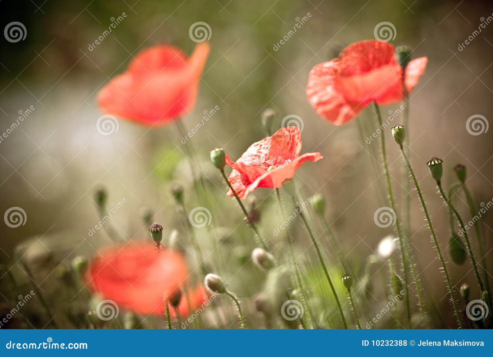 The poppy in bloom stock photo. Image of flowers, seed 10232388
