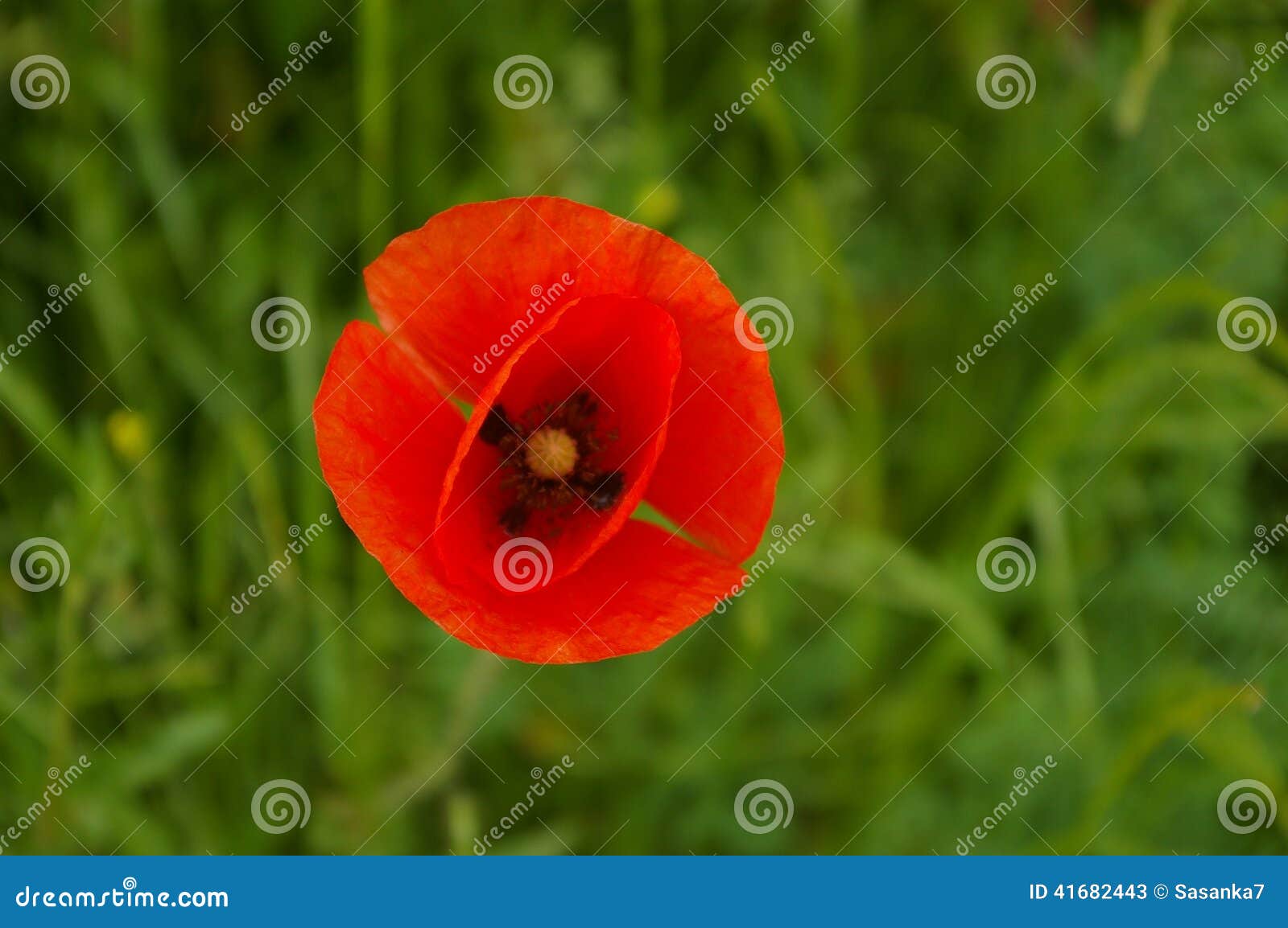 Poppy bloom stock image. Image of beauty, bright, floral 41682443