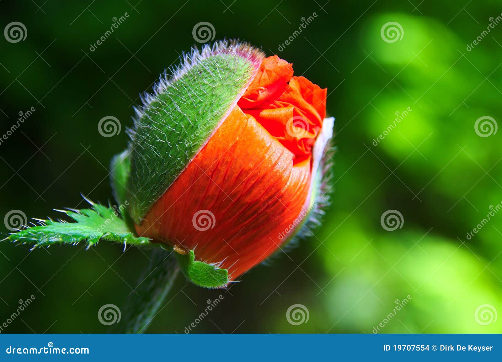 Poppy bud waiting to burst open