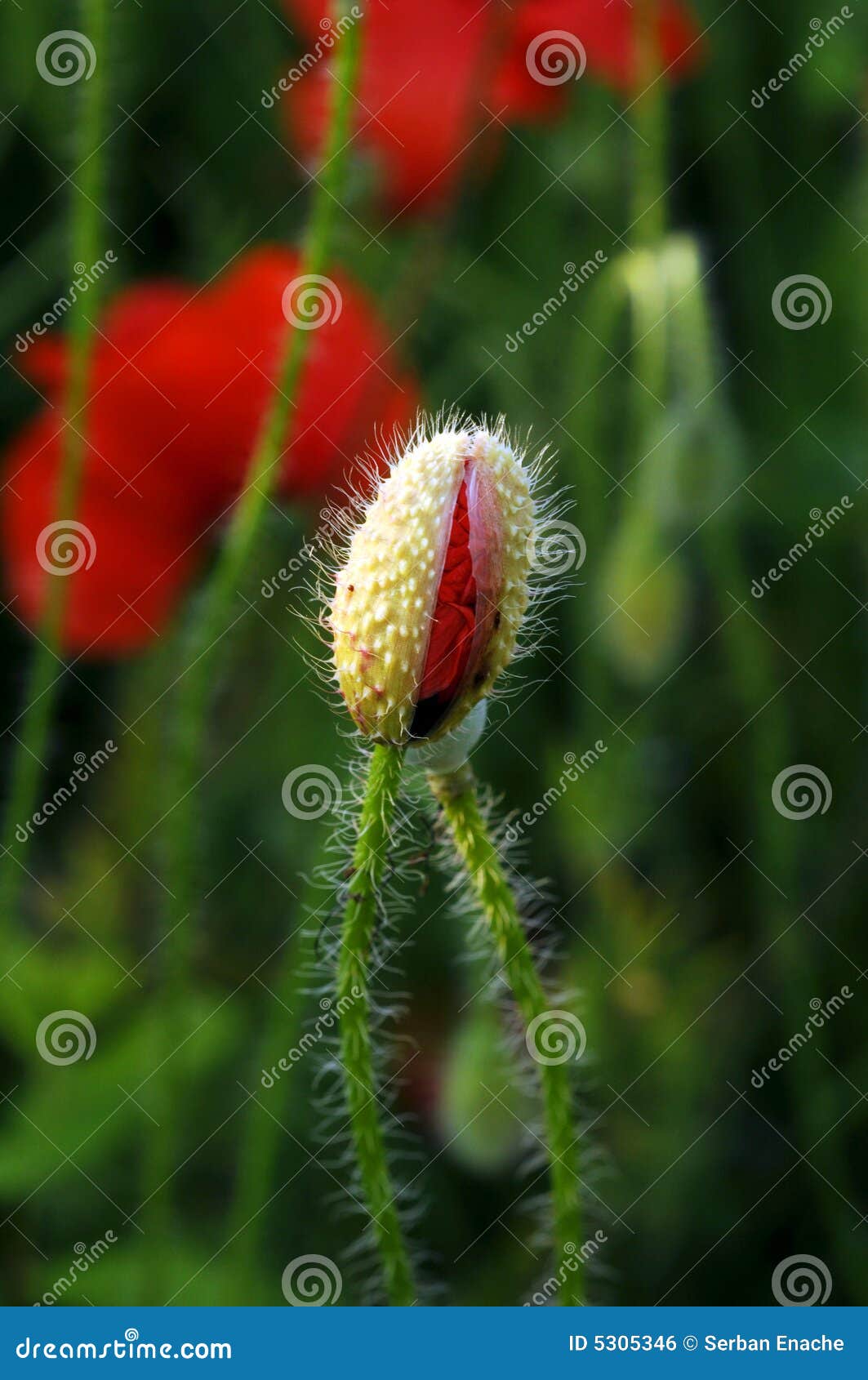 Poppy Bud in a Field stock photo. Image of growing, poppy 5305346