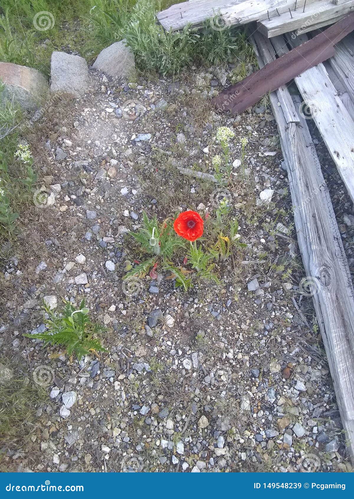 poppy bulb close up dirt 6 1 2019