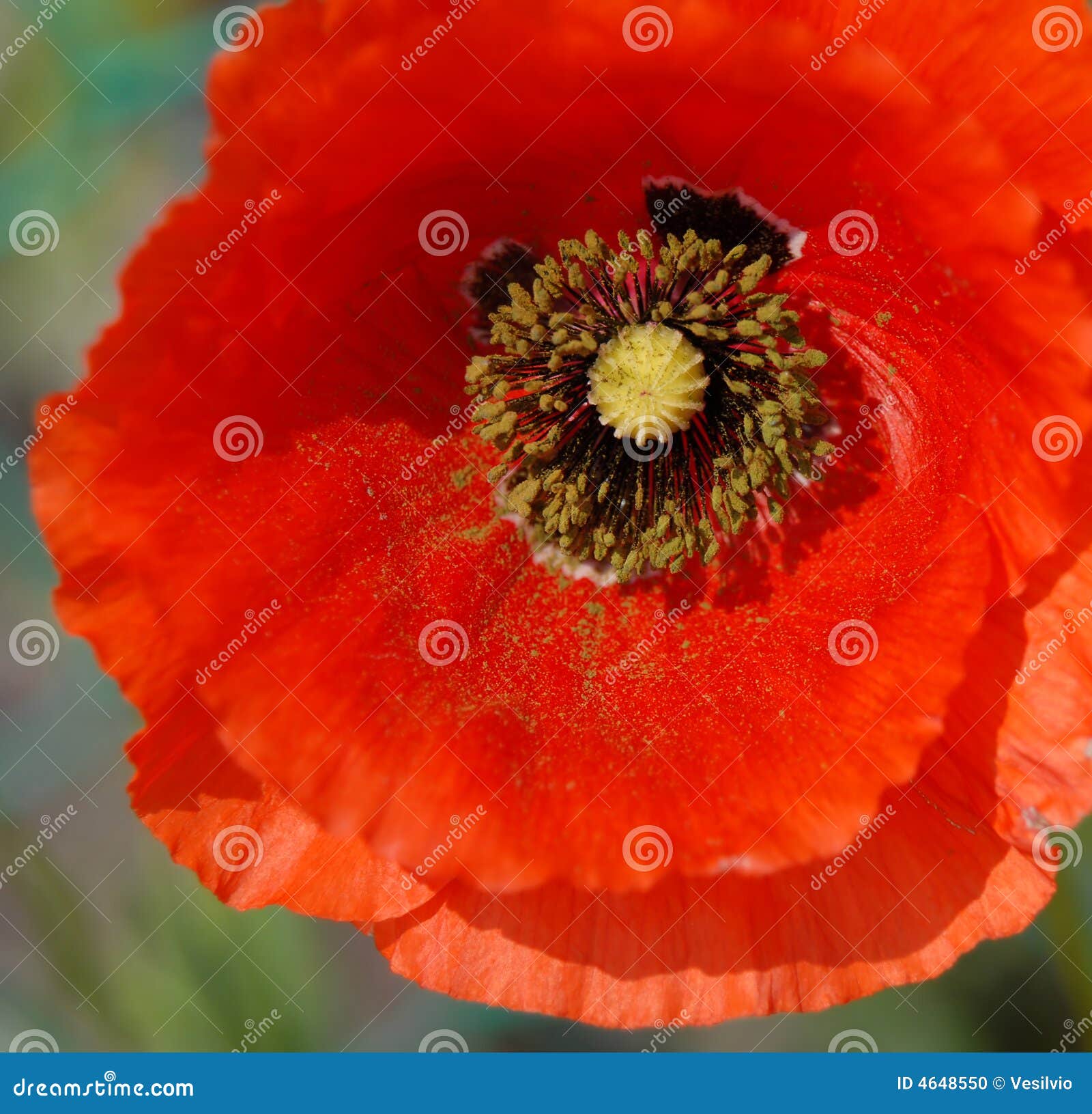 Poppy Closeup stock photo. Image of clean, close, ecological 4648550
