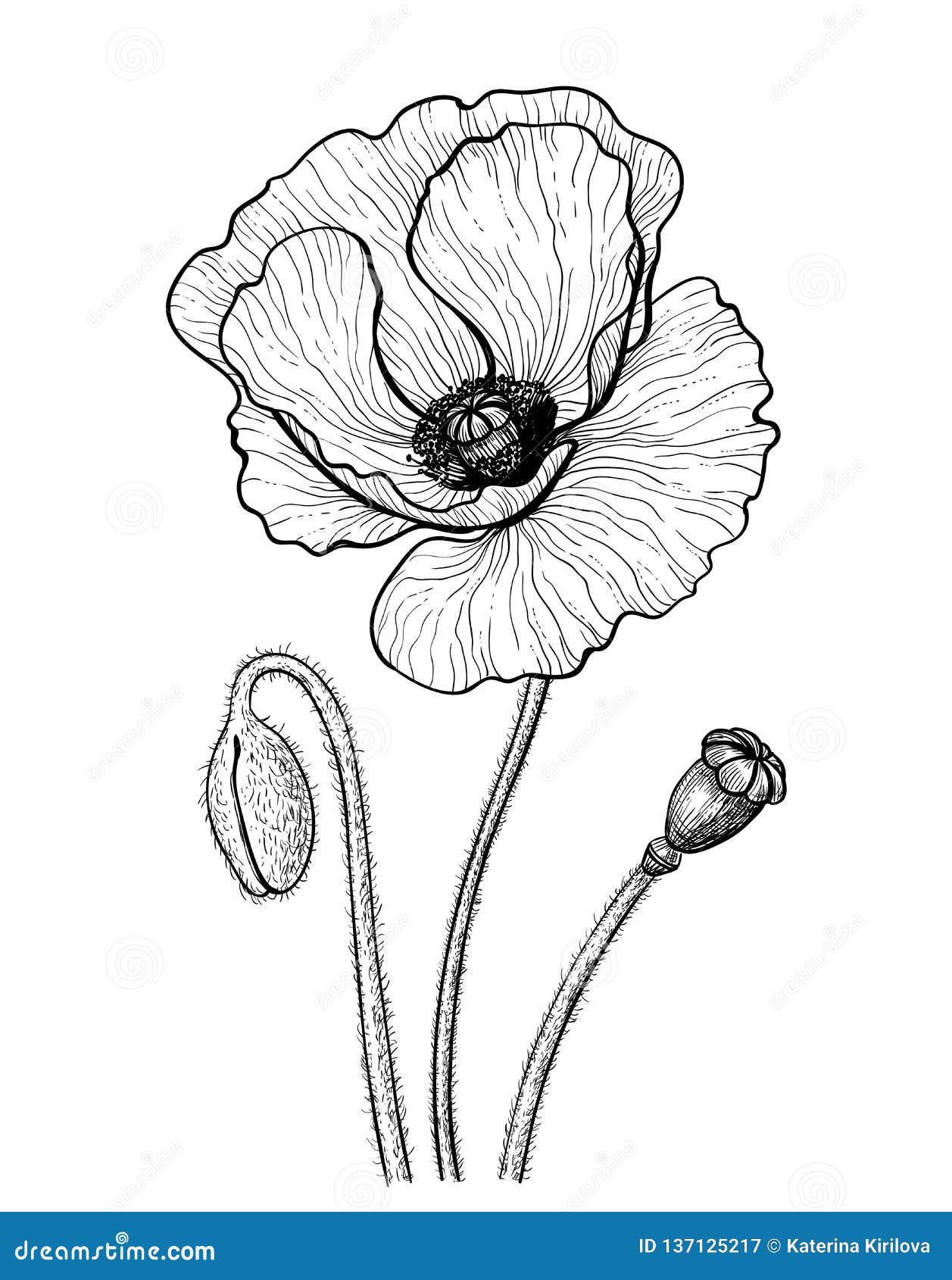 Poppy Drawing Black and White Stock Illustration - Illustration of ...