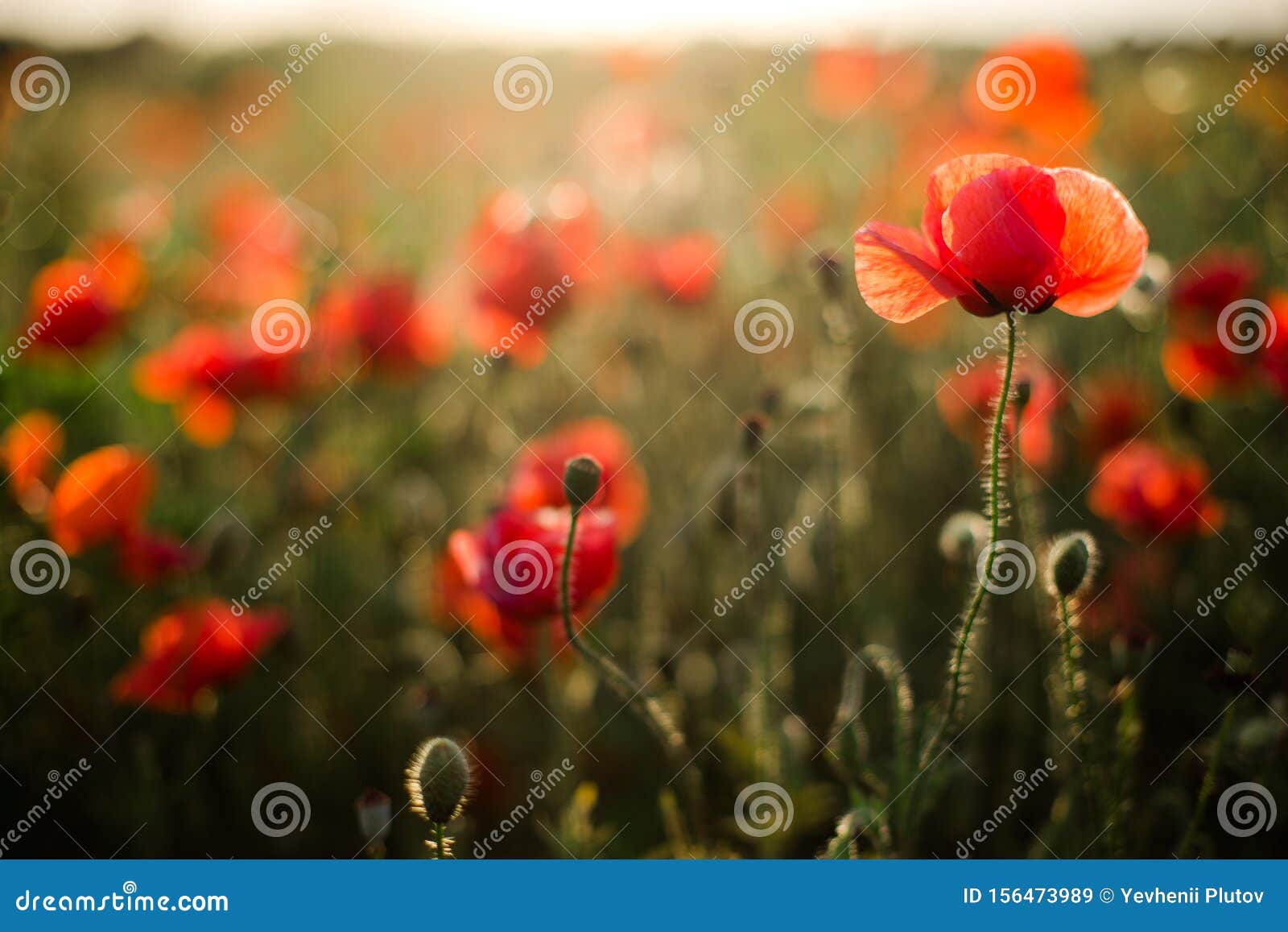 Poppy Field Close-up, Blooming Wild Flowers in the Setting Sun. Red ...