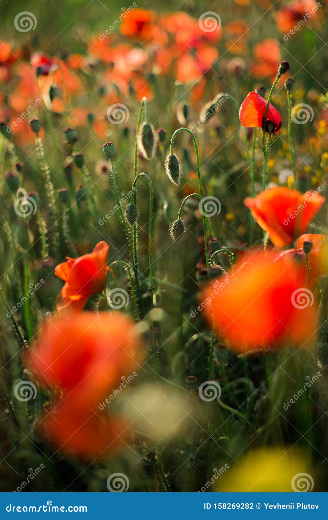 poppy field close-up, blooming wild flowers in the setting sun. red green background, blank, wallpaper with soft focus