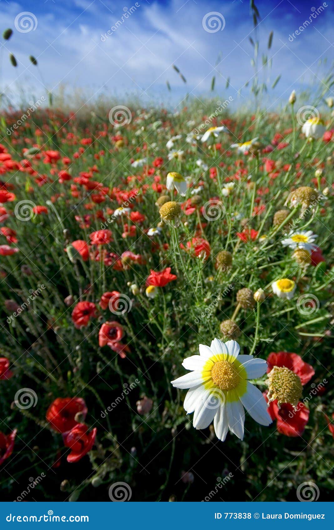Poppy field and daisy stock photo. Image of nature, fragrant 773838