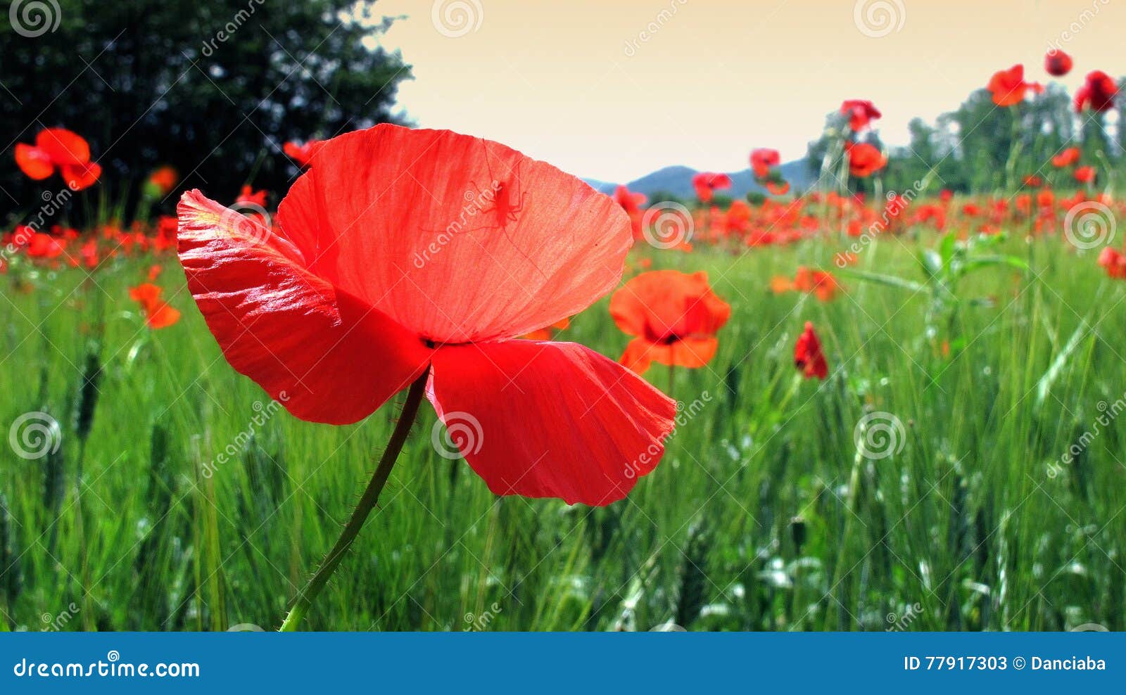 poppy field