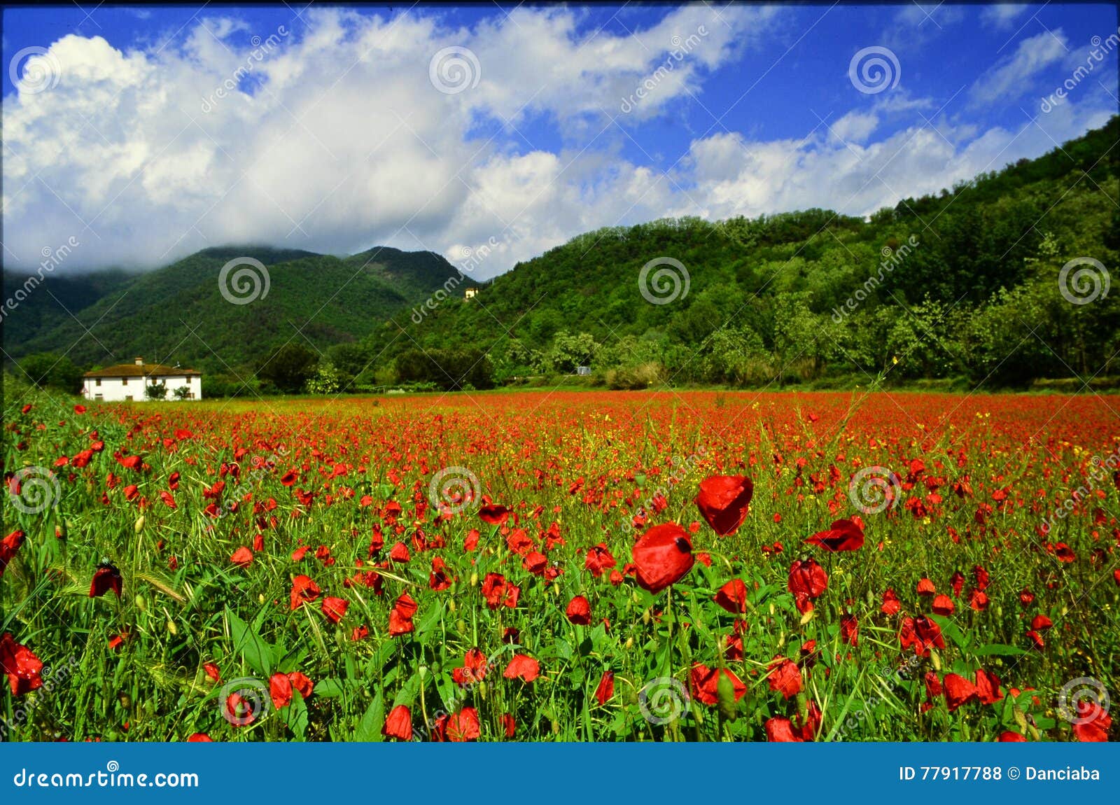 poppy field