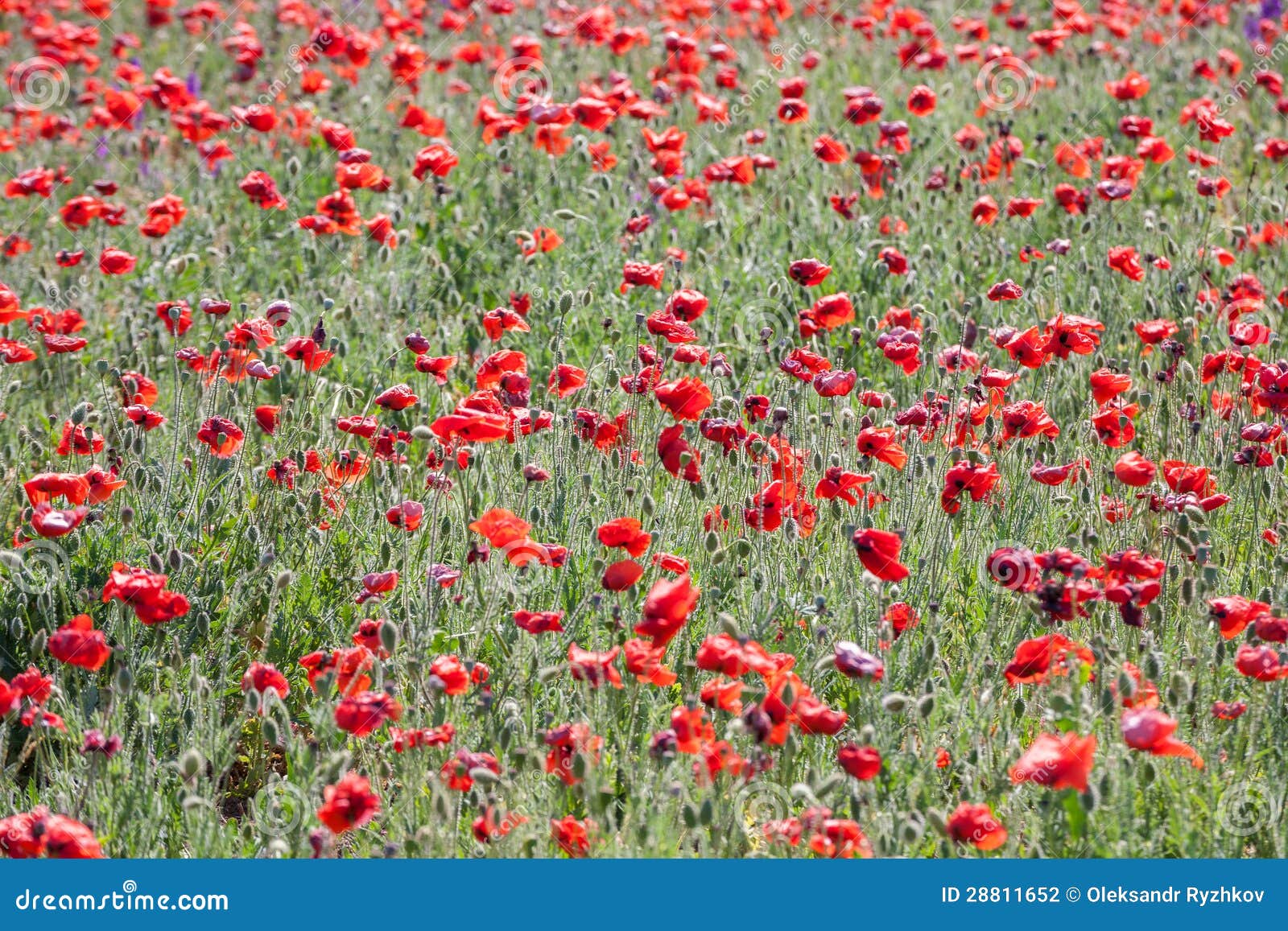 Poppy field with flowering red poppies (Papaver rhoeas)