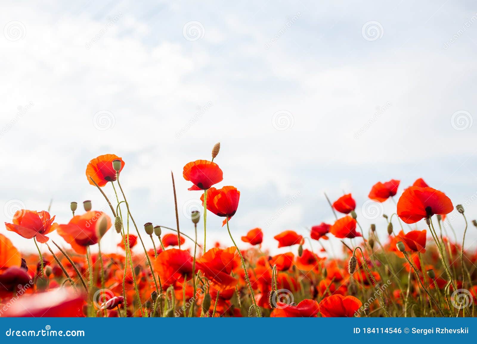 poppy field and red poppies background