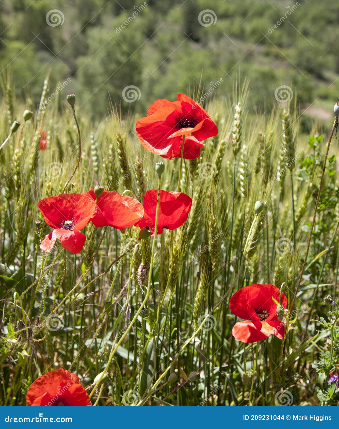 Poppy Fields in Provence France Stock Photo Image of poppy, spring