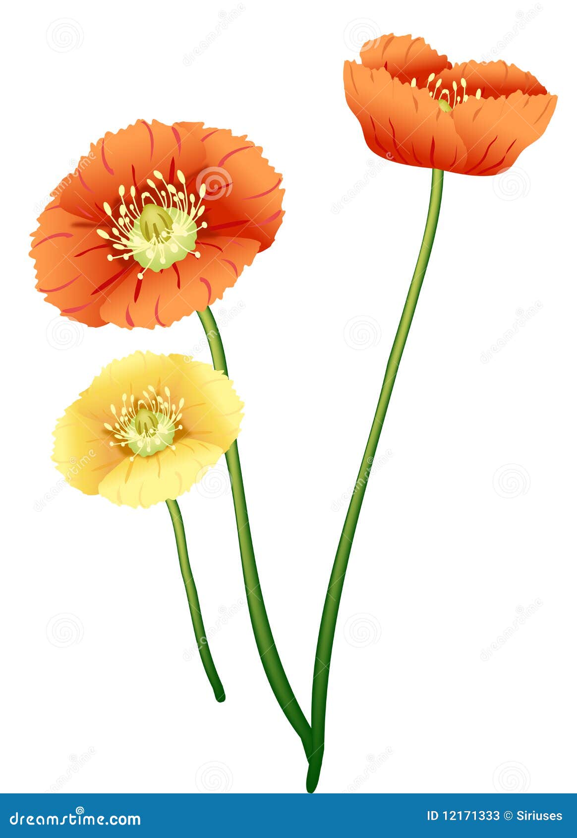 Poppy flower stock illustration. Illustration of light - 12171333