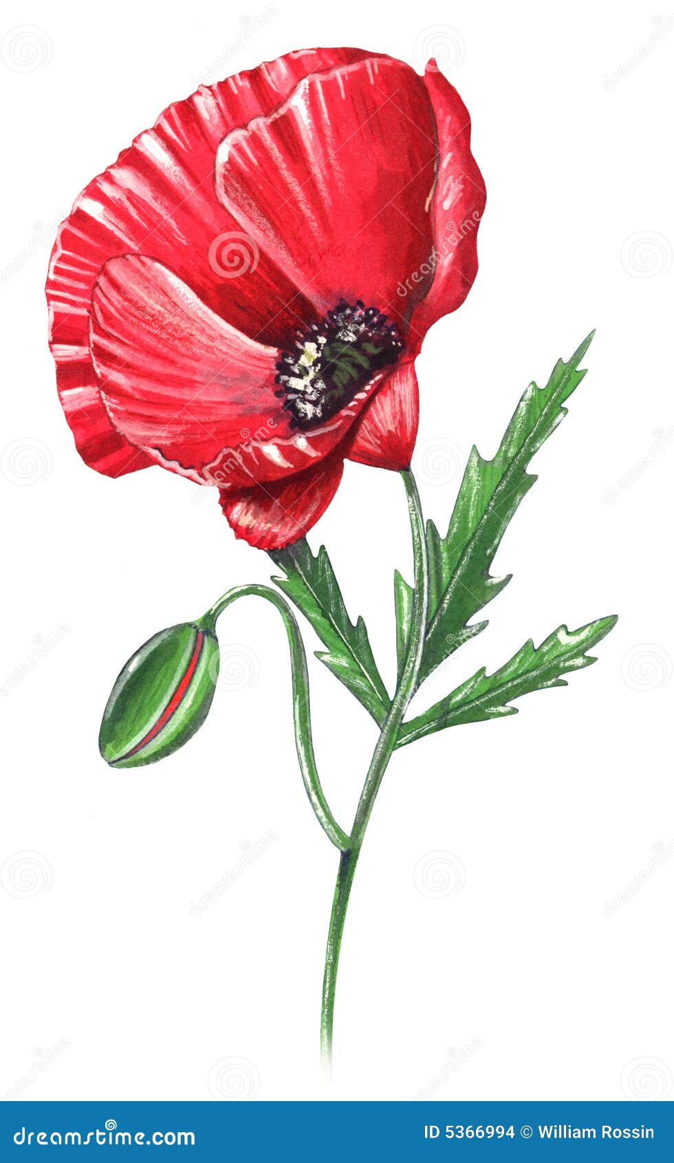 Poppy flower stock illustration. Illustration of vegetable - 5366994