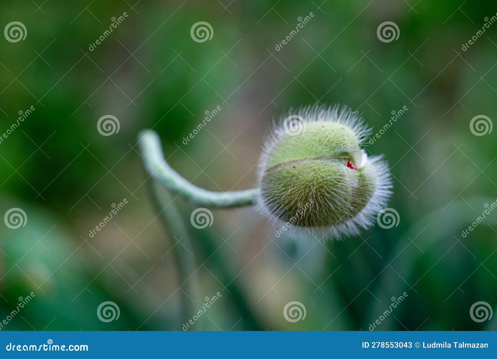 poppy flower bud, concept of reproduction, fertilization, cell and sperm