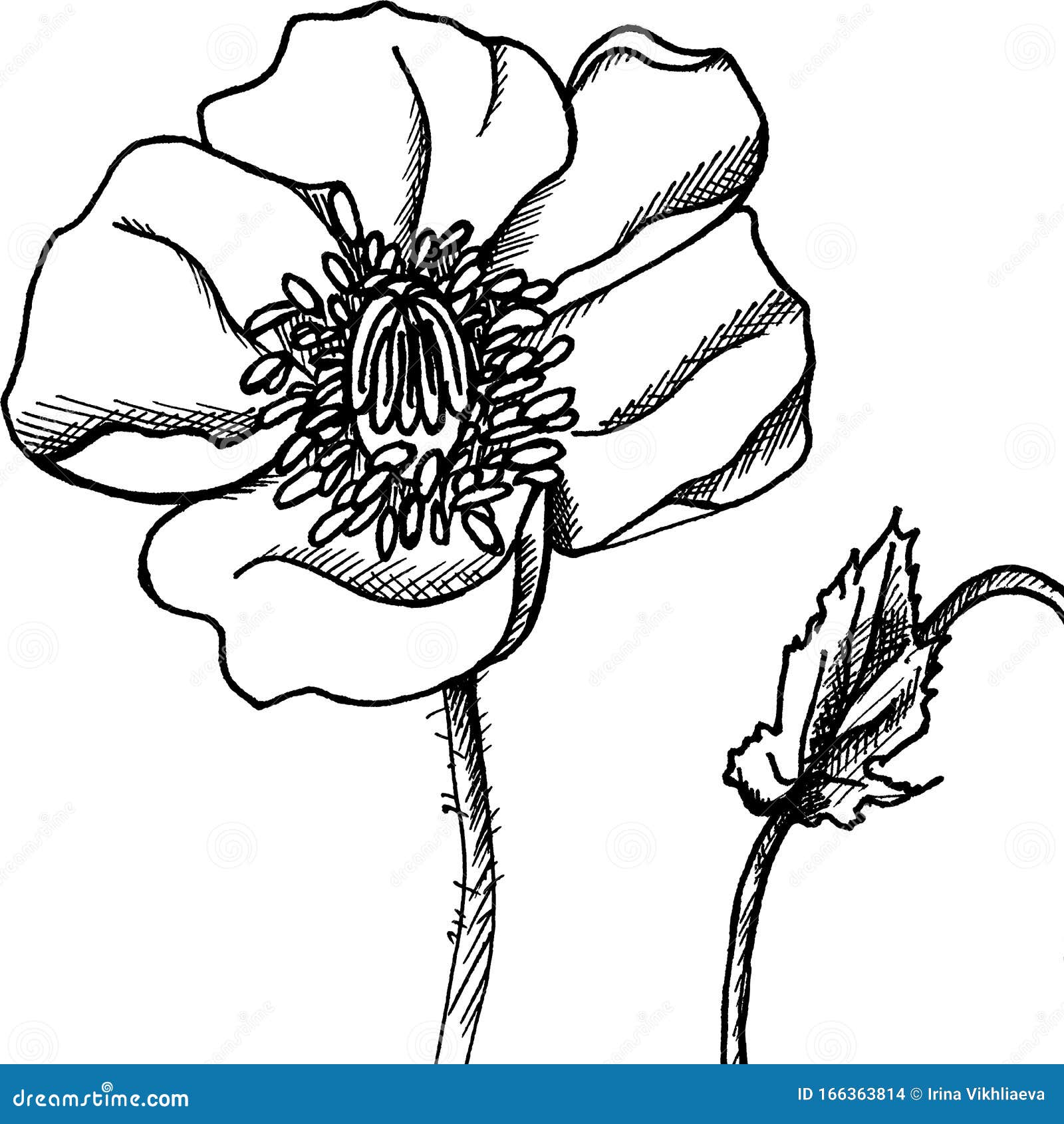 Poppy flower Bud poppy. stock illustration. Illustration of blossom ...