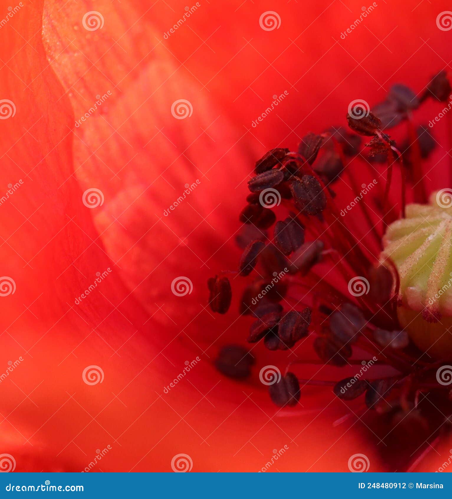 Poppy flower crop macro stock photo. Image of summer 248480912