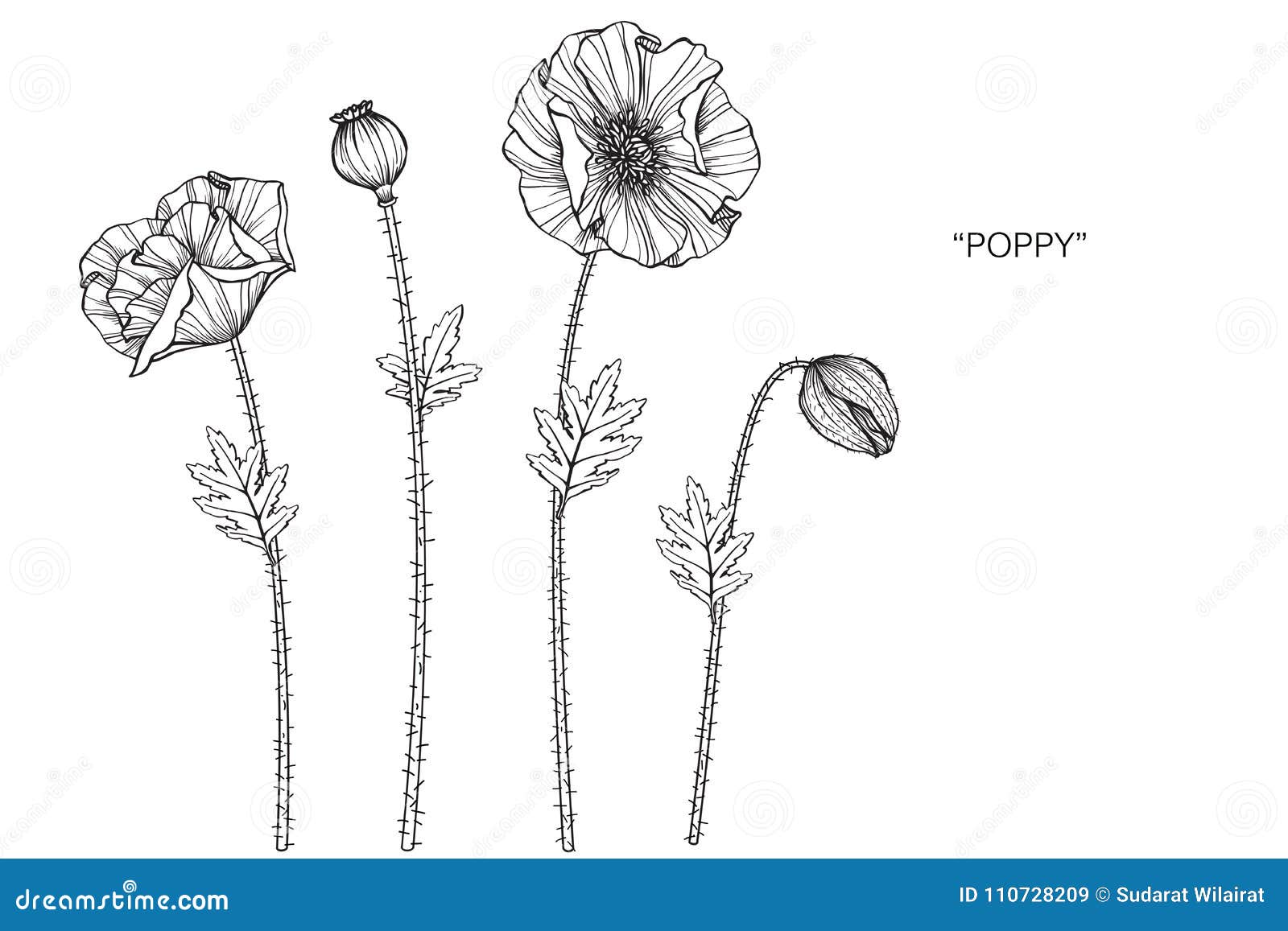 Poppy Flower Drawing Illustration. Black and White with Line Art. Stock ...