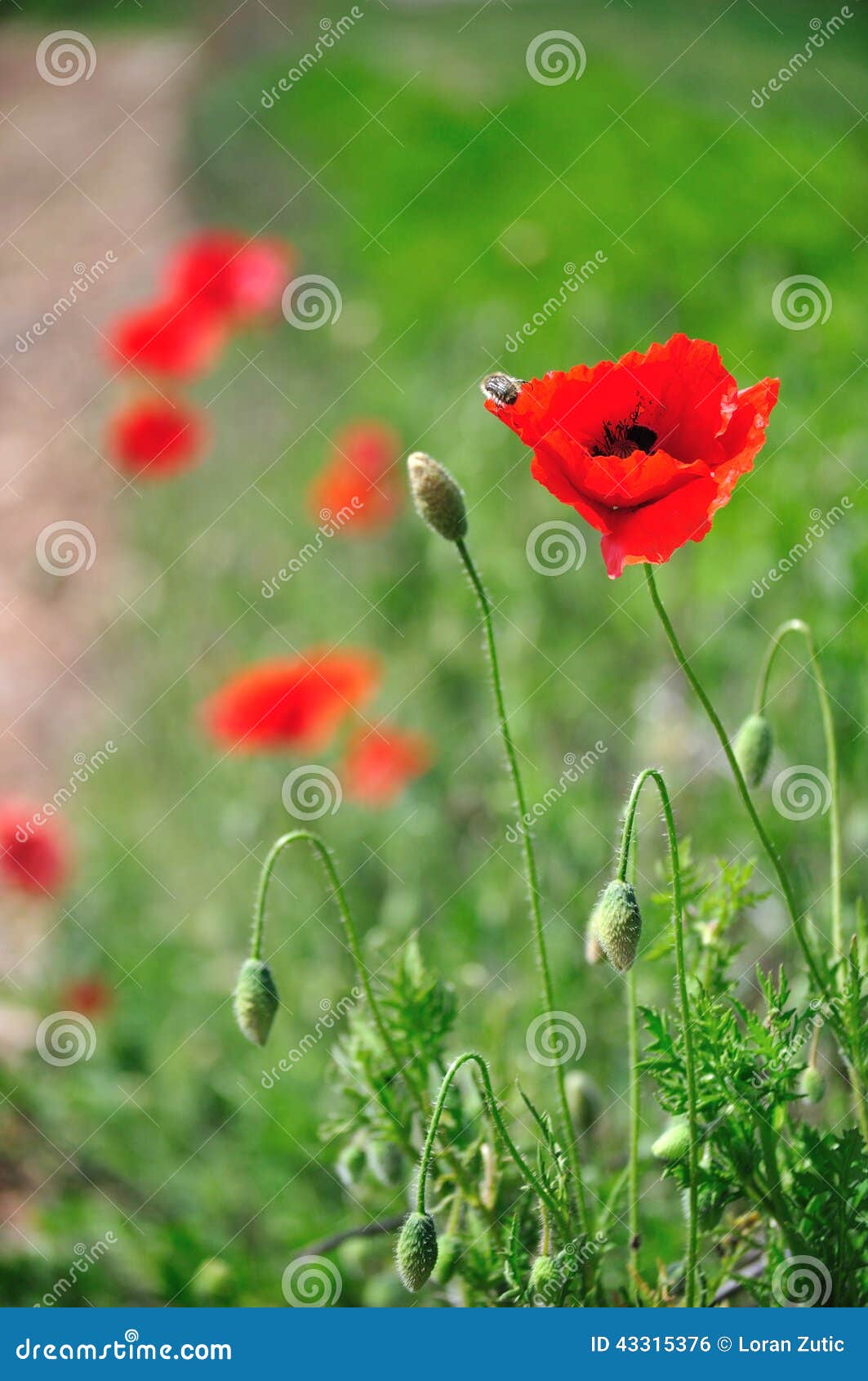 poppy flower deep of field