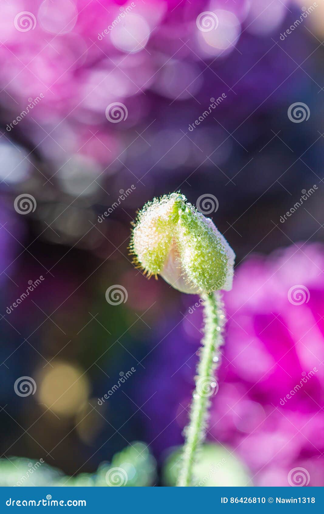 Poppy flower in garden. stock photo. Image of color, green - 86426810