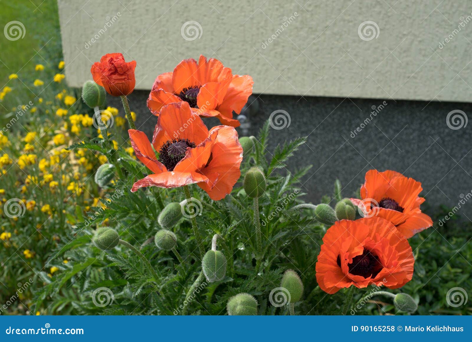 Poppy stock photo. Image of season, garden, poppy, outside 90165258