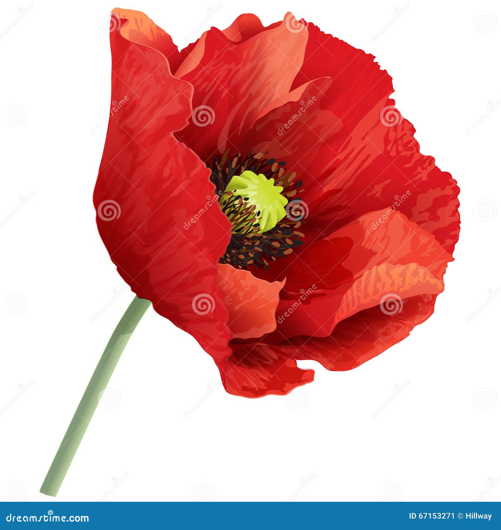 Poppy Flower on a Green Stem. Stock Vector - Illustration of bunch ...