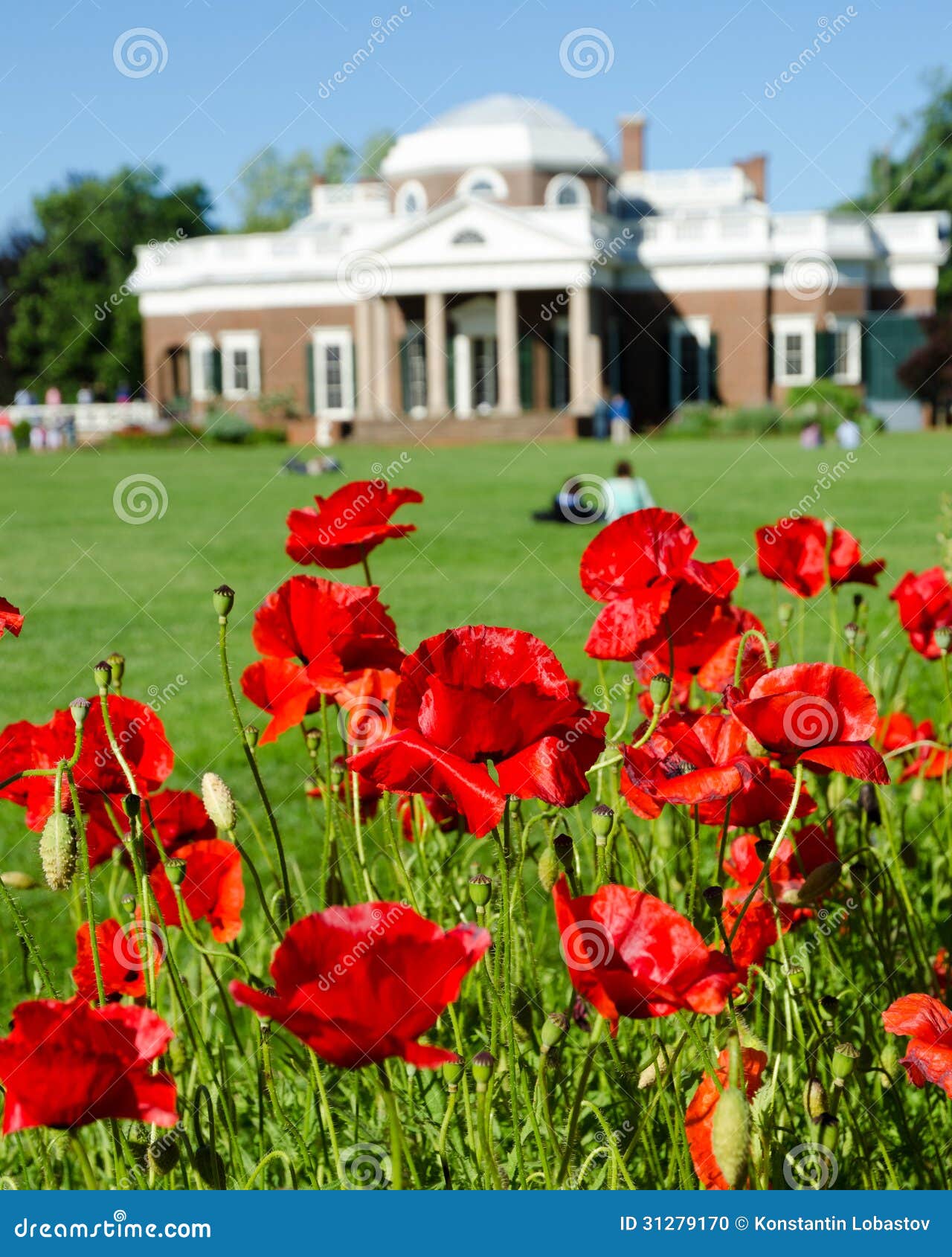 poppy-flower-monticello-bloom-house-plantation-thomas-jefferson-third-president-united-31279170.jpg