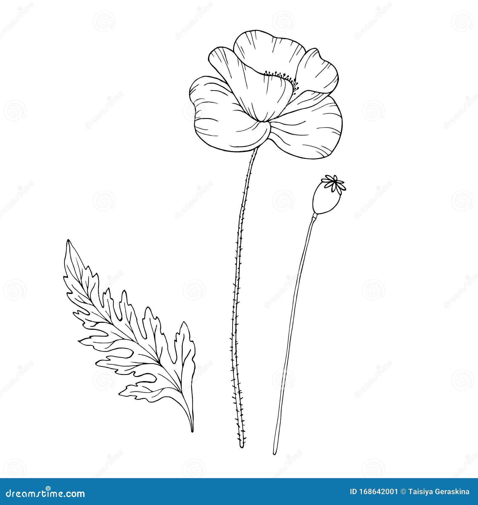 Poppy Flower. Papaver. Stem and Leaf. Elements for Design. Hand Drawn ...