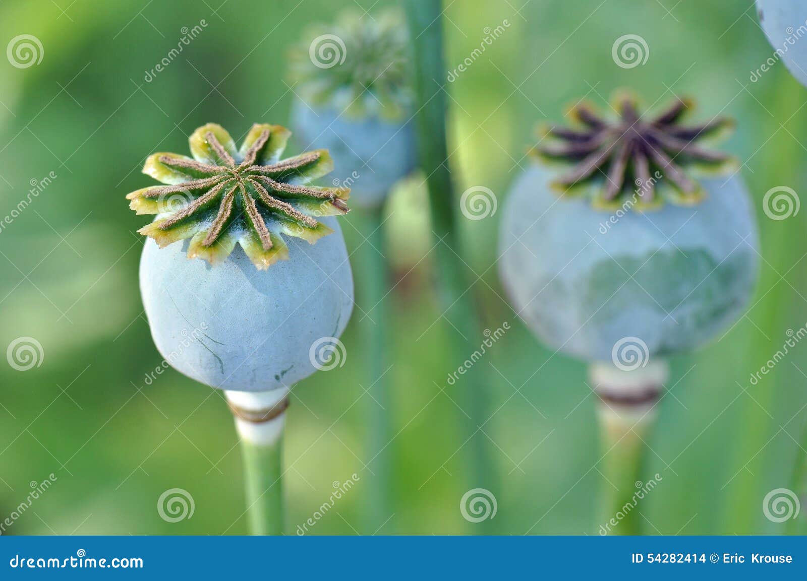 Poppy Flower Seed Pods foto de archivo. Imagen de fresco 54282414