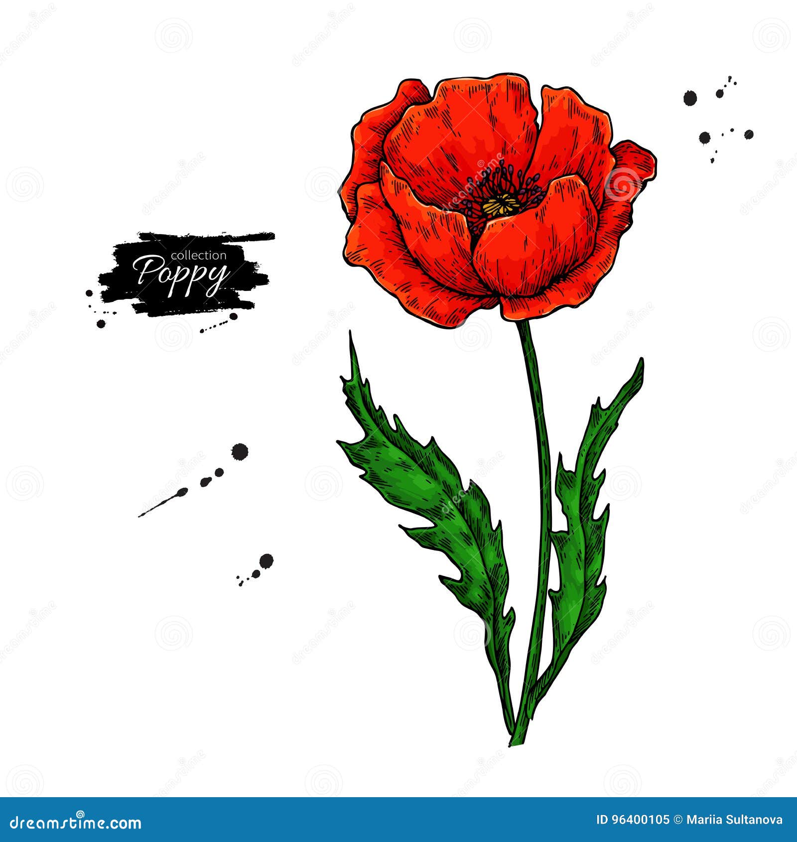 Poppy Flower Vector Drawing Set. Isolated Wild Plant and Leaves in ...