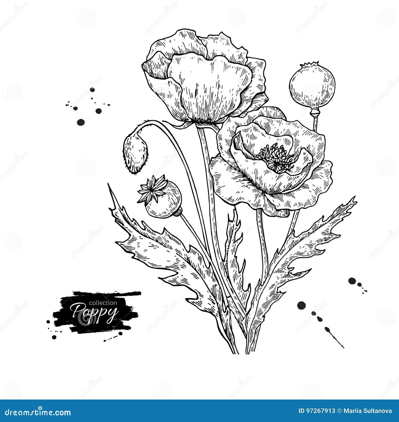 Poppy Flower Vector Drawing Set. Isolated Wild Plant and Leaves. Stock ...