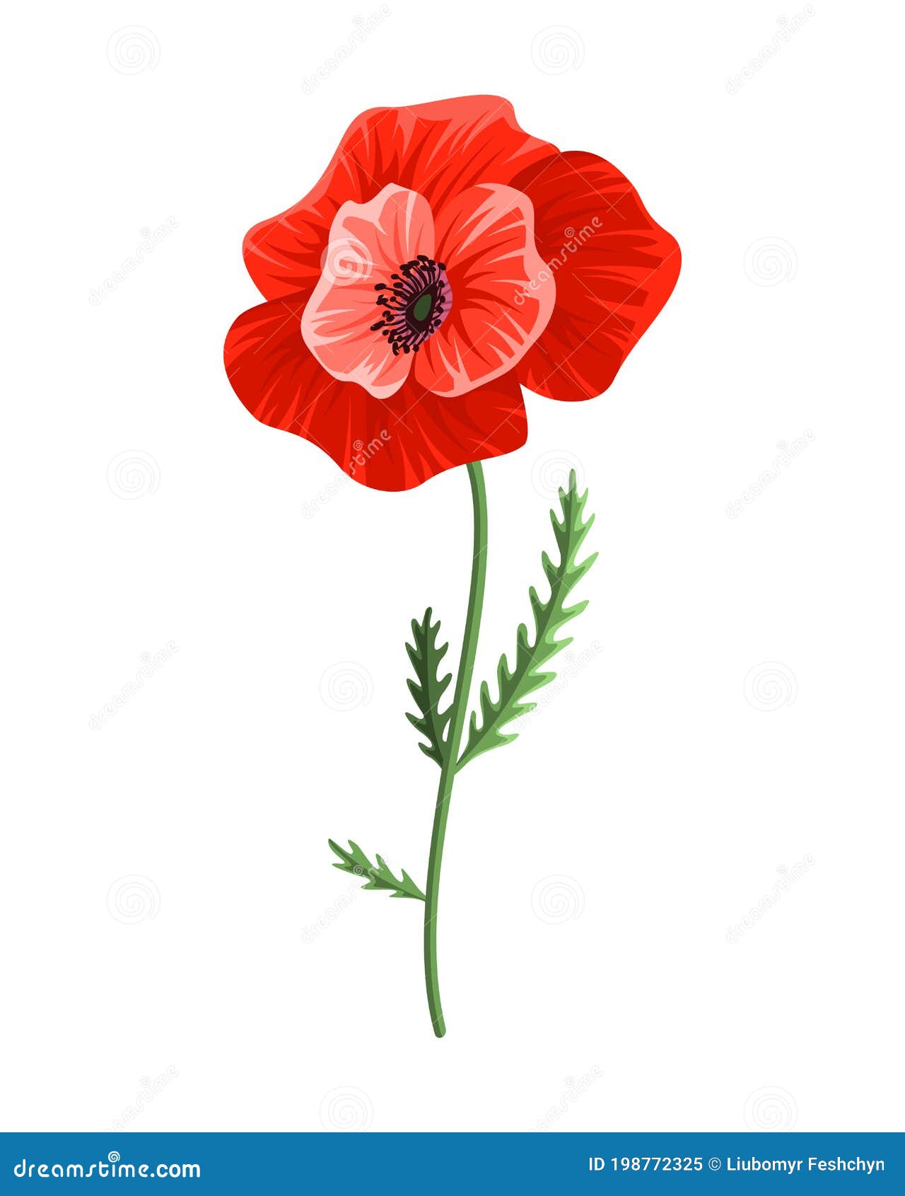 Poppy Flower. Watercolor Hand Drawn Poppy. Isolated Botanical Symbol of ...