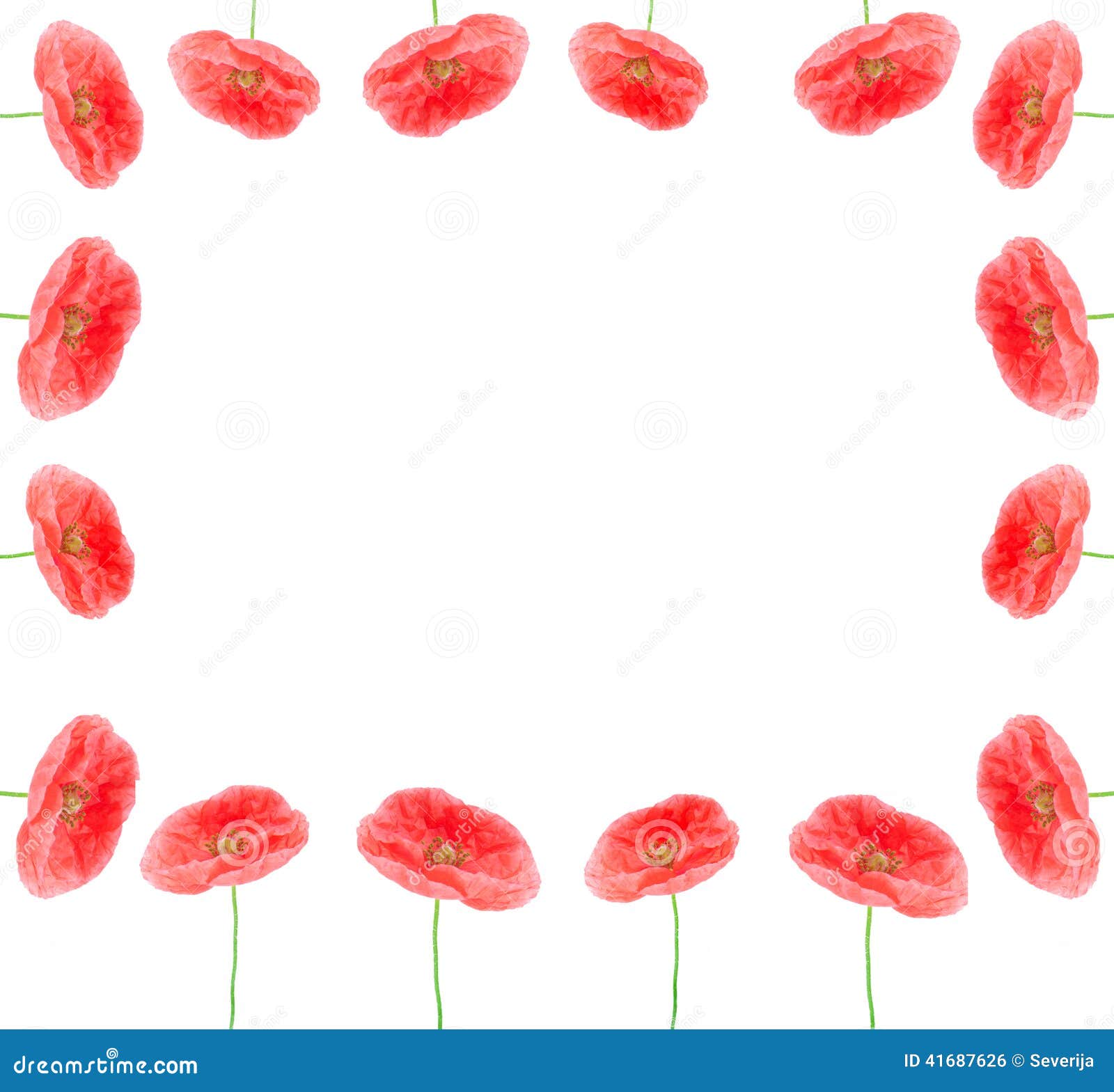 Poppy flowers border frame stock photo. Image of green 41687626