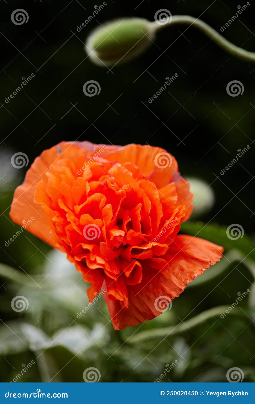 Poppy Flowers in Garden on Sunny Day Stock Photo Image of scene, wild