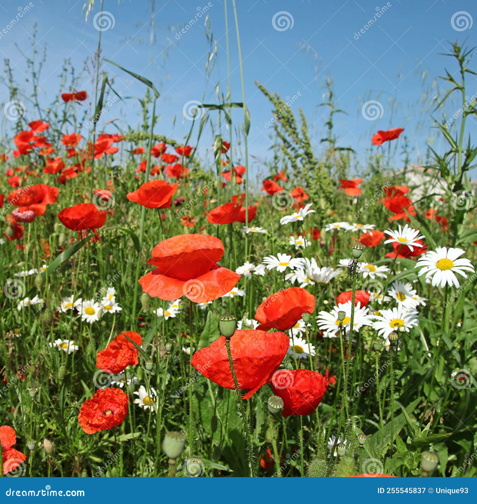Poppy Flowers in a Meadow in Spring Stock Image Image of flowering