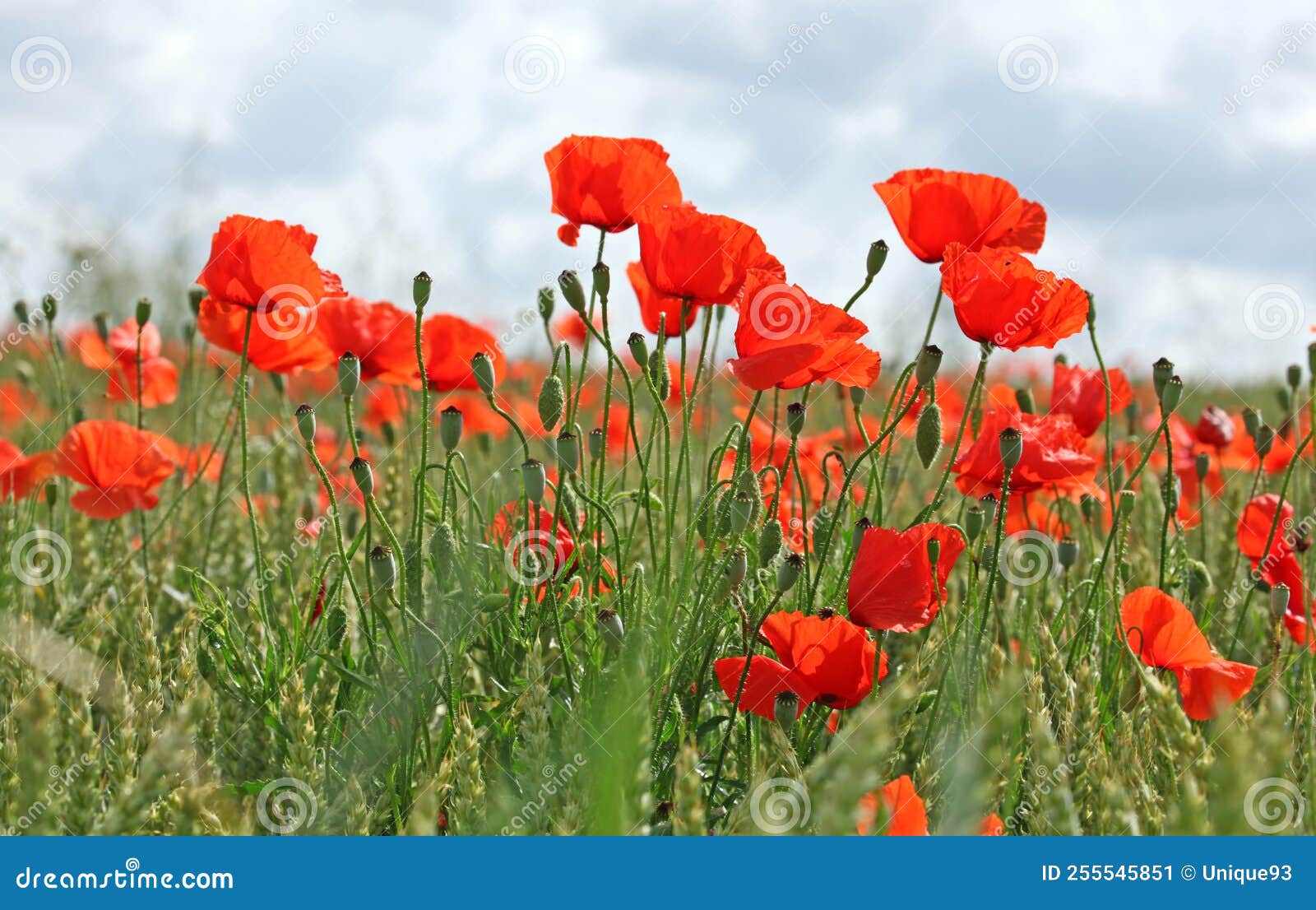 Poppy Flowers in a Meadow in Spring Stock Image Image of vegetable
