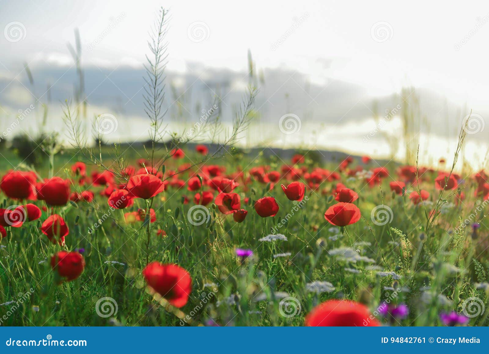 poppy flowers and peaceful nature