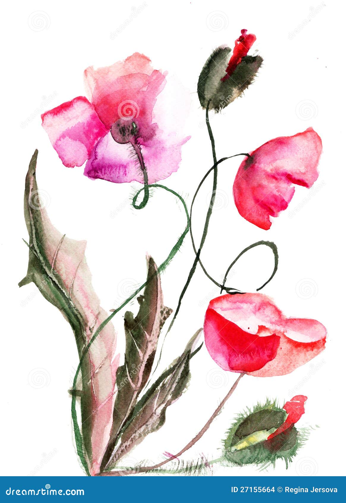 Poppy Flowers, Watercolor Illustration Stock Illustration ...