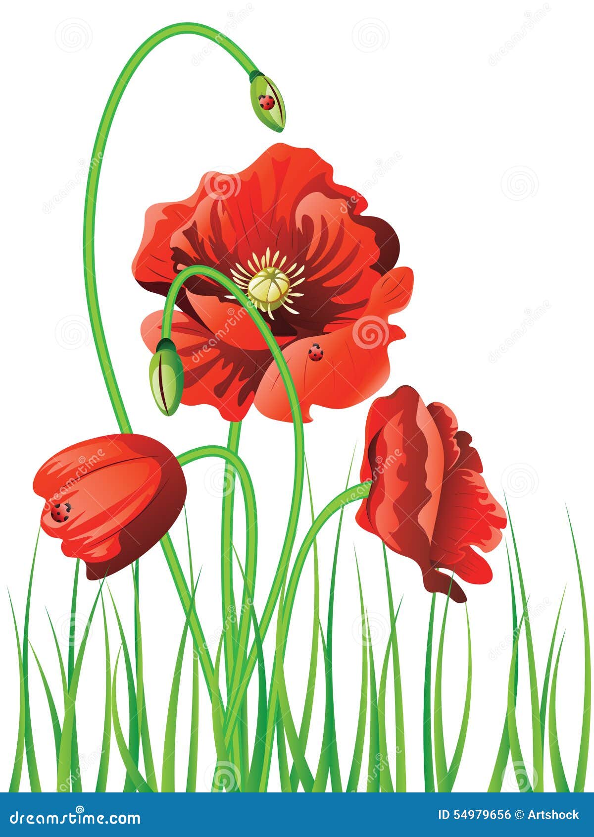 Poppy with Grass stock illustration. Illustration of blossom - 54979656