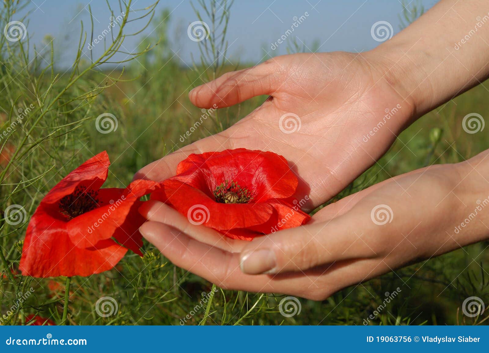 Poppy on hands stock photo. Image of scene, hold, blue - 19063756