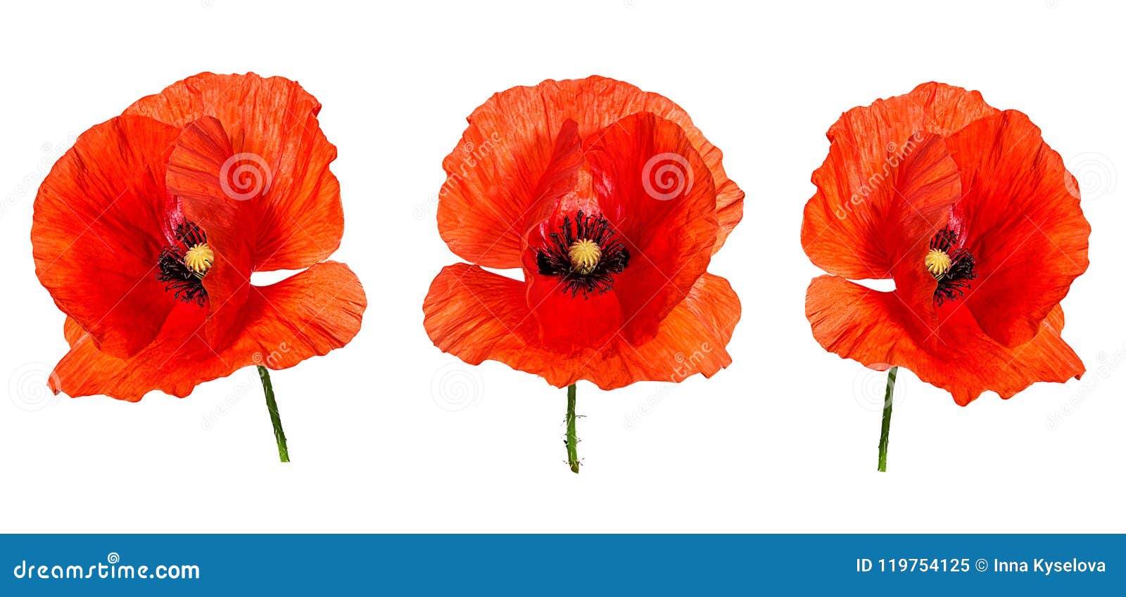 Poppy isolated on white stock image. Image of bloom - 119754125