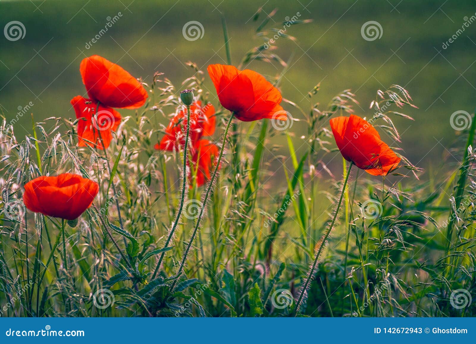 Poppy stock image. Image of leaf, flower, green, morning - 142672943