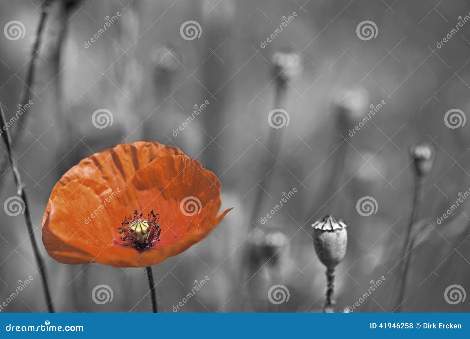 poppy remembrance day