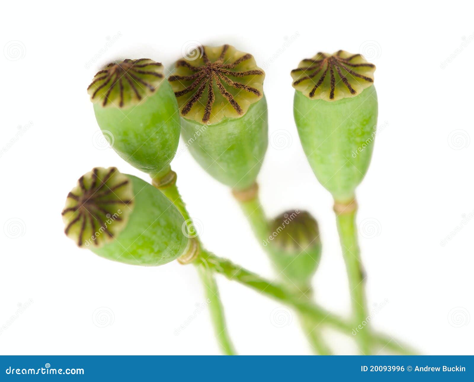 Poppy seed stock photo. Image of heroin, nature, anesthetic 20093996