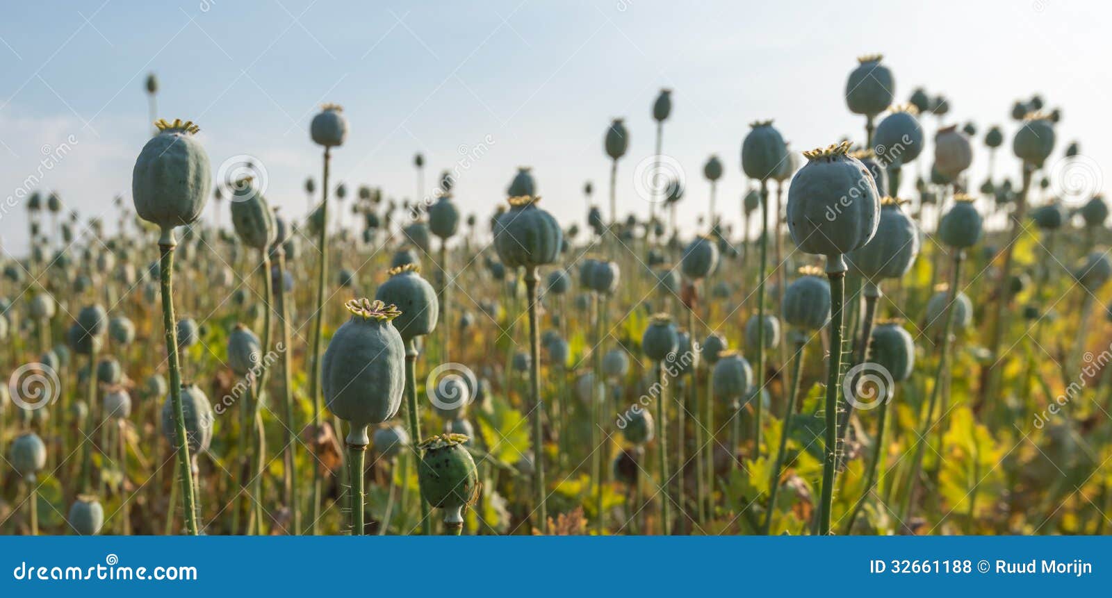 Harvesting Breadseed Stock Photos Free & RoyaltyFree Stock Photos