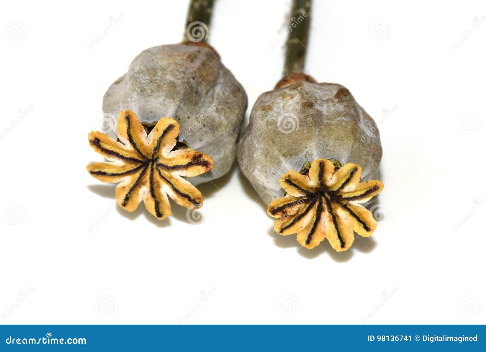 Poppy seed capsules stock image. Image of plant, dispersal 98136741